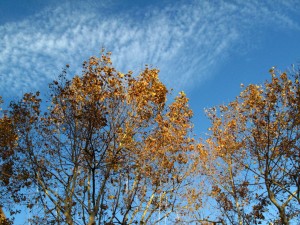 IMG_2375 IMG_2375
