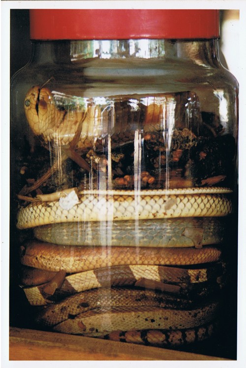 snaketonic